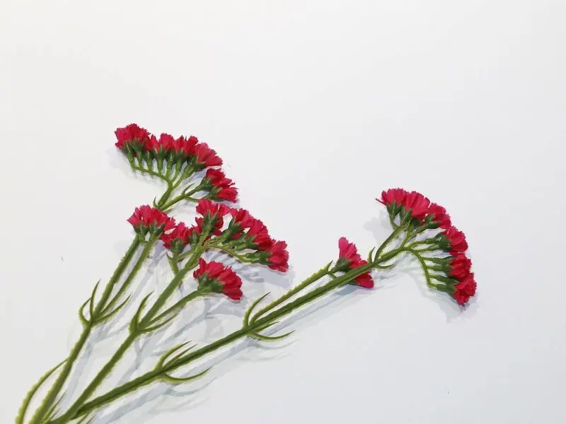 fuschia plant 61cm