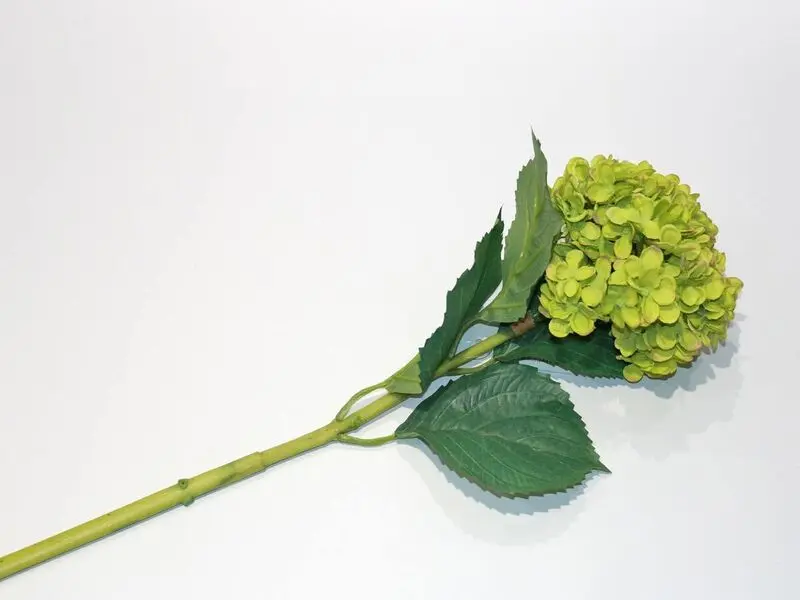 green hydrangea 80cm