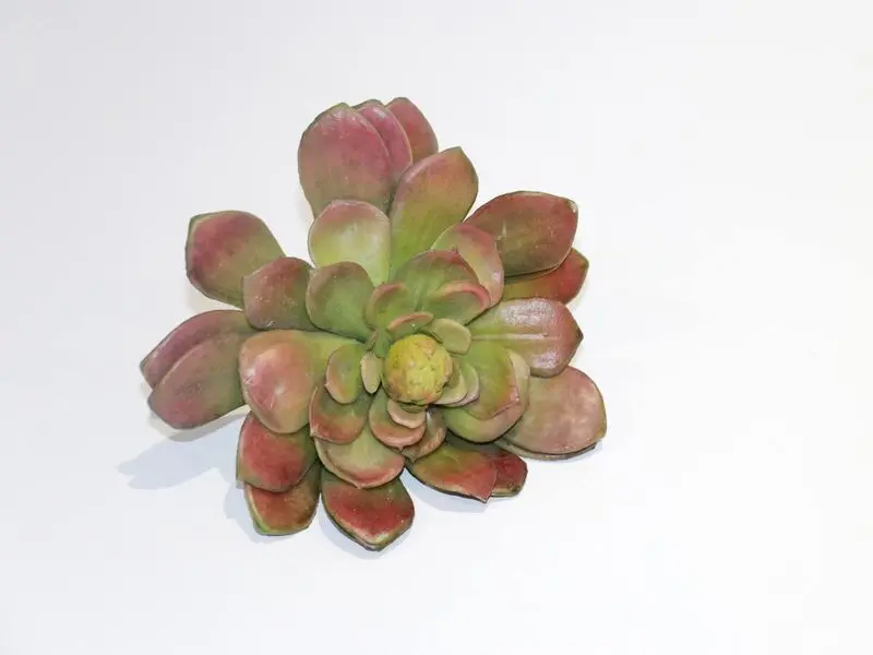 succulent plant