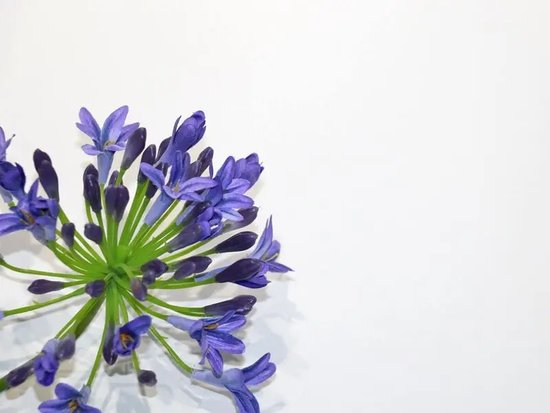 blue african lily 65cm