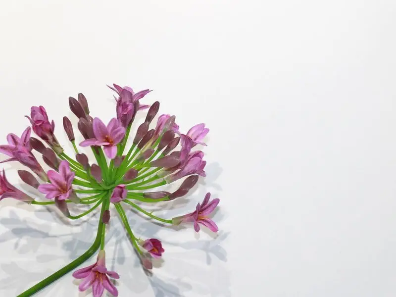 purple african lily 65cm