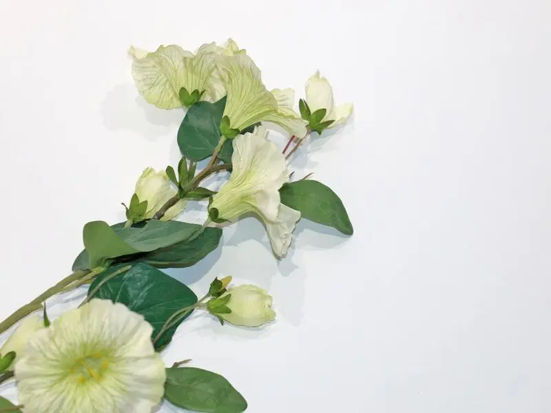 white morning glory 76cm