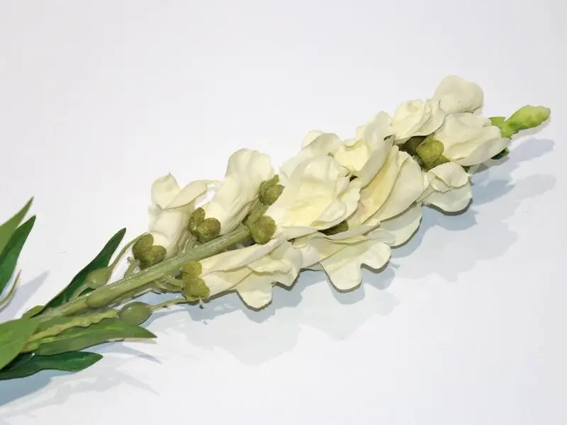 white fish mouth 50cm