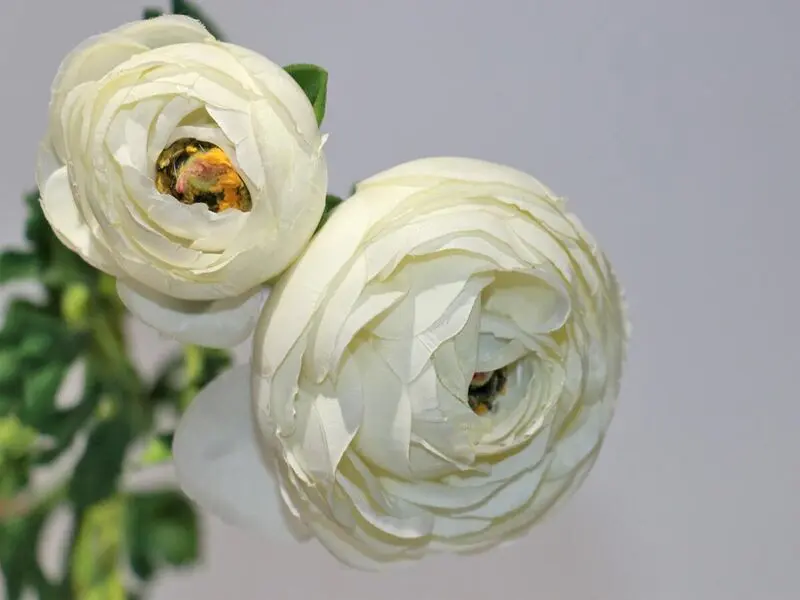 white ranunculus 73cm