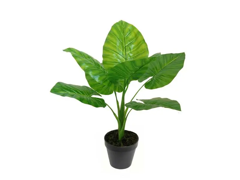 potted taro 60cm
