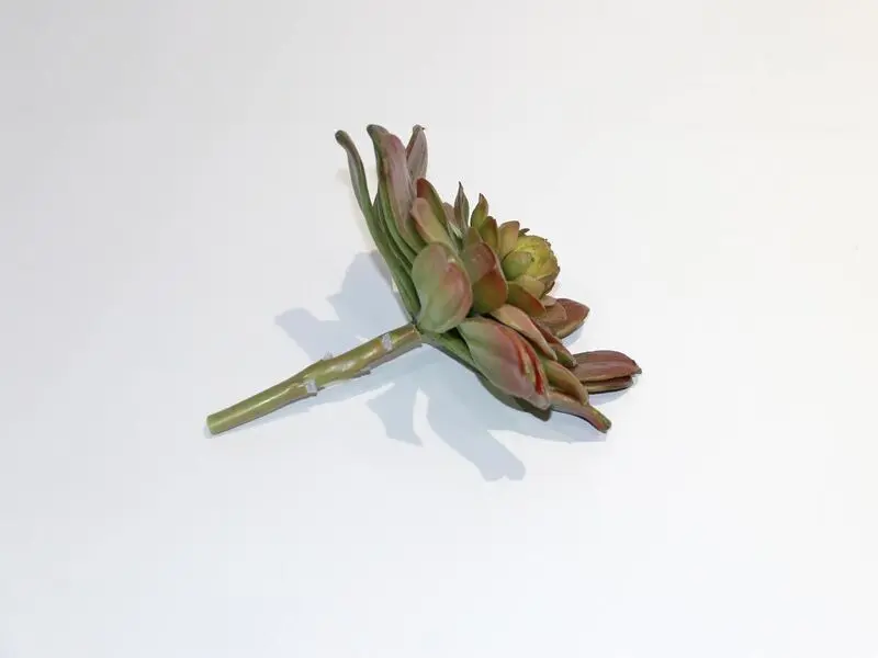 succulent plant