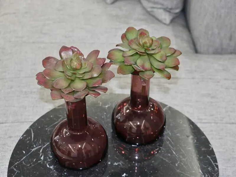 succulent plant