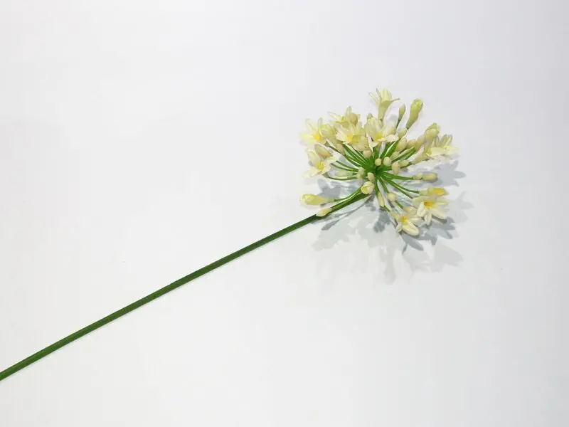 white african lily 65cm