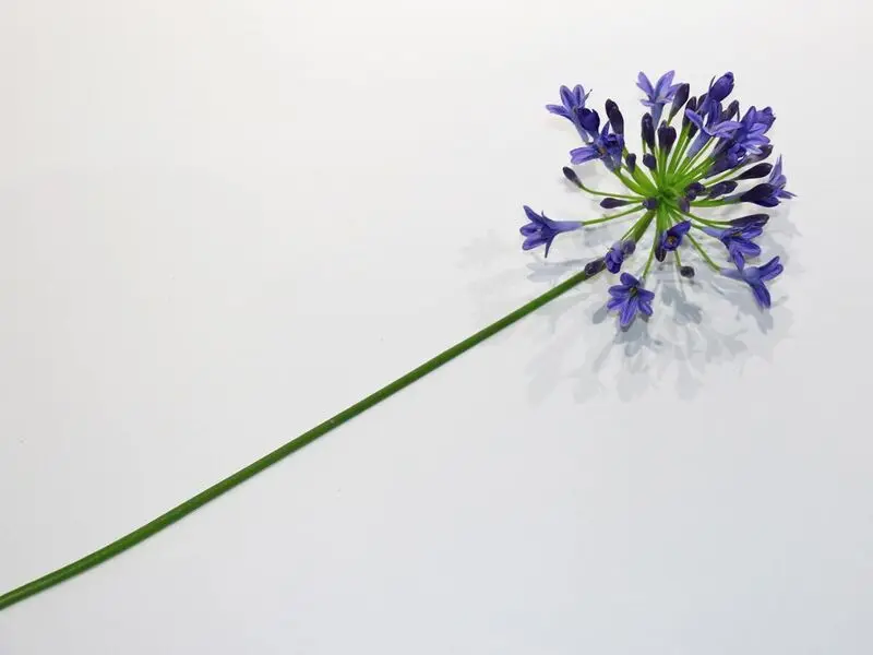 blue african lily 65cm