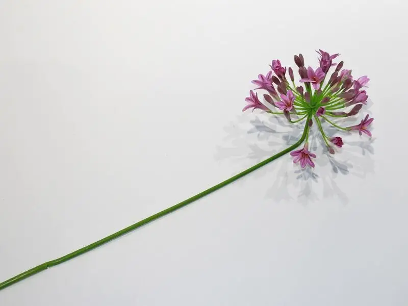 purple african lily 65cm