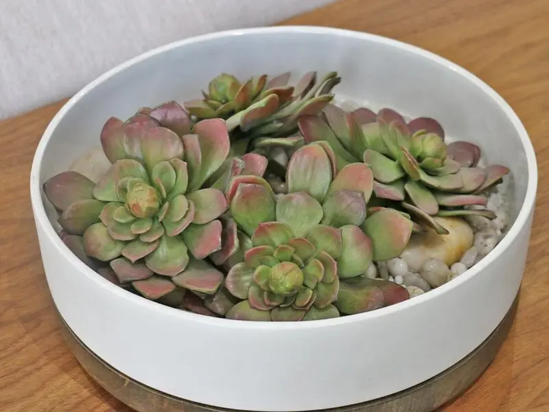 succulent plant